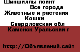 Шиншиллы пойнт ns1133,ny1133. - Все города Животные и растения » Кошки   . Свердловская обл.,Каменск-Уральский г.